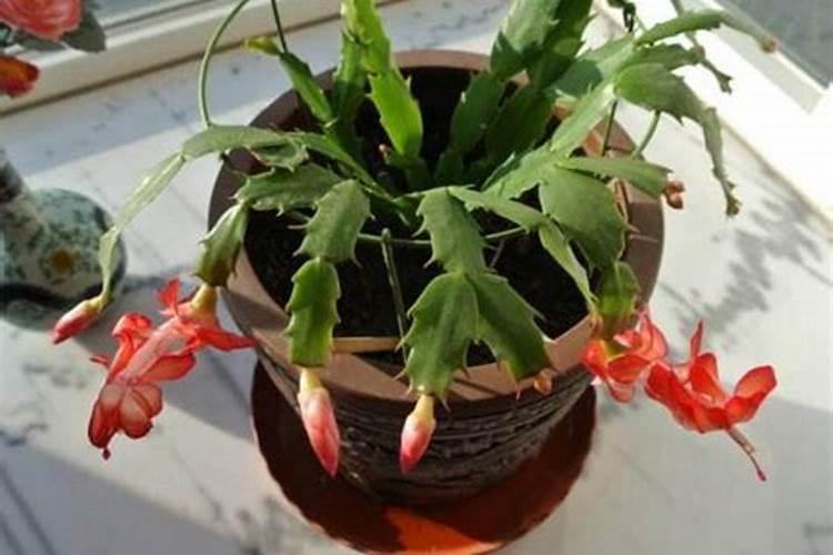 蟹爪兰浇什么水好 长得更旺盛