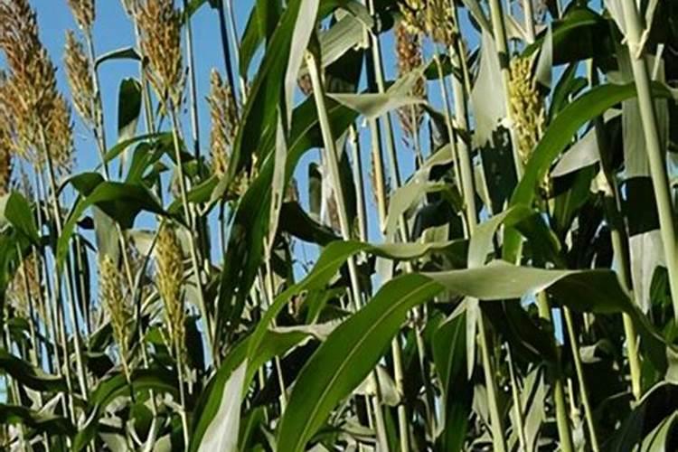 新手开荒种菜步骤