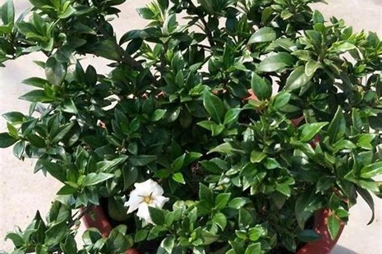 栀子花开花期可以使用磷酸二氢钾浇灌吗？