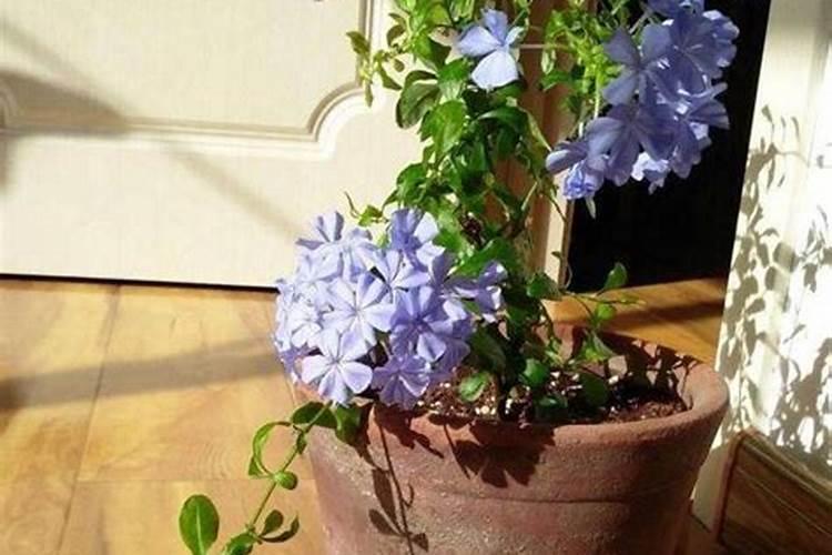 买花送的速效复合肥怎么用  一盆花放几粒复合肥