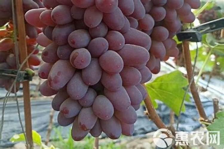 巨峰葡萄追施什么肥料好？巨峰葡萄喷什么叶面肥结果多？巨峰葡萄叶面肥用...