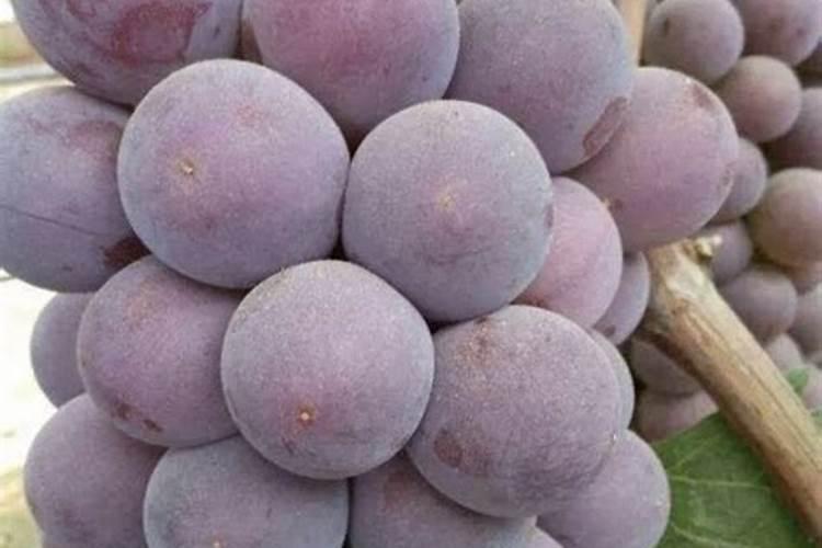 巨峰葡萄什么时候施秋肥什么肥好