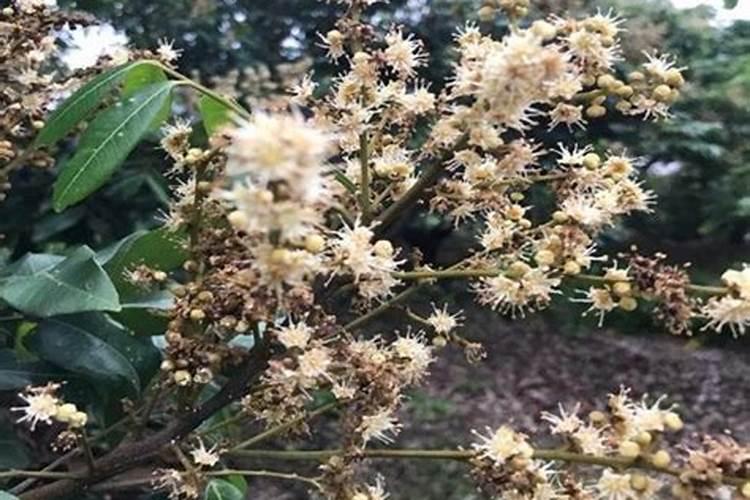 龙眼树怎么进行成年结果树施肥？