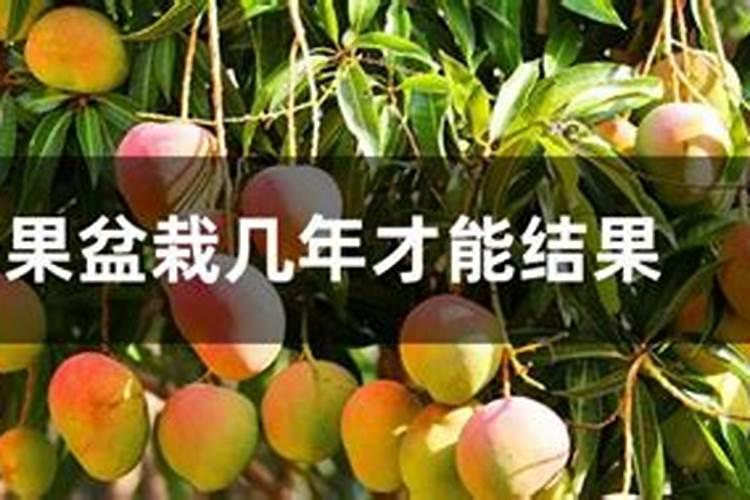 芒果树结果期怎样施肥