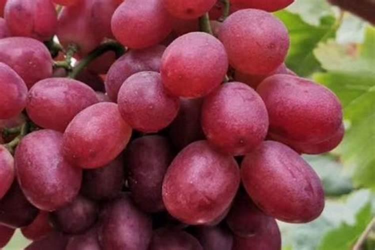 克伦生葡萄好上色吗