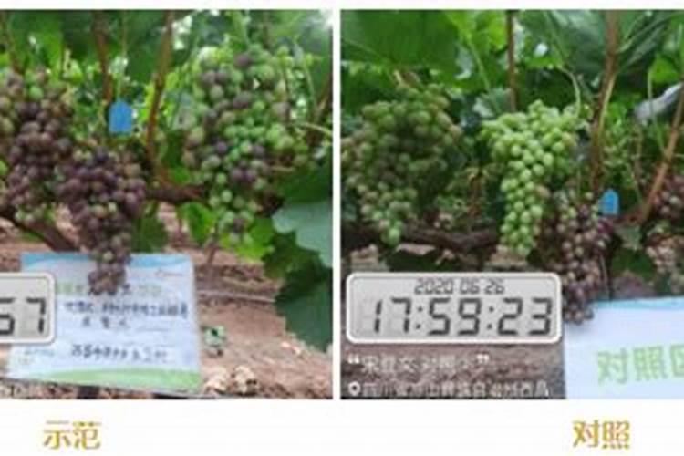 克伦生葡萄大树管理