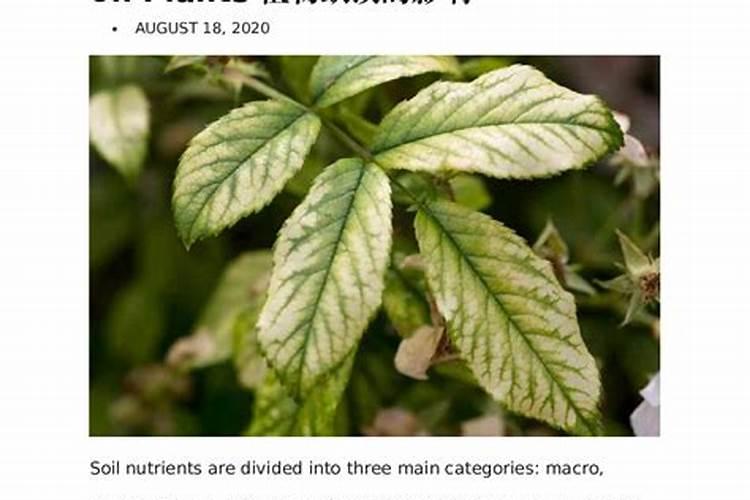 植物生长发育必需的矿质元素有几种