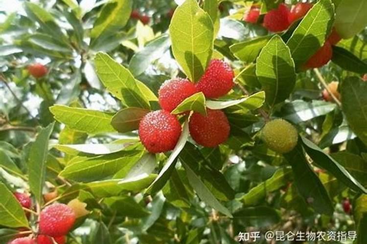 杨梅果实膨大管理技术 如何合理施肥