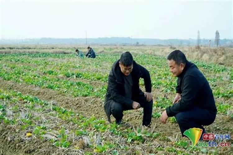 油菜田间管理5个方法