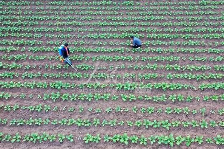 冬油菜高产栽培技术