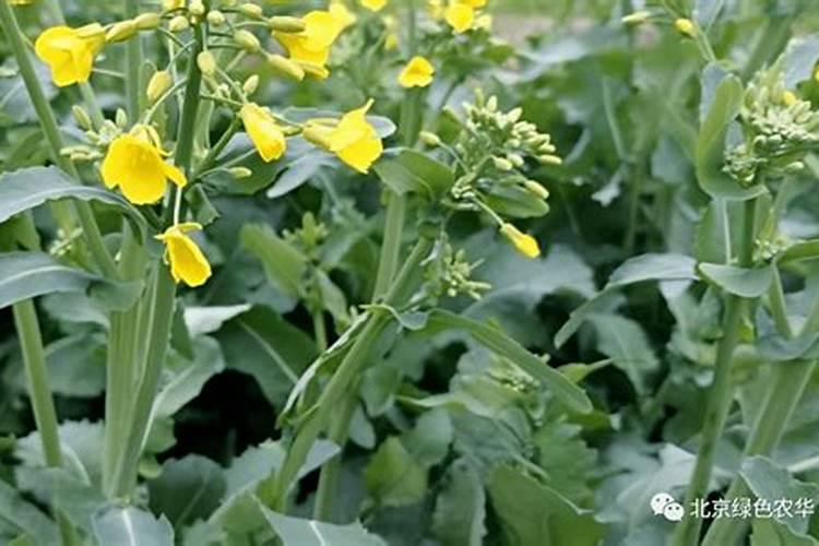 小雪前后油菜的田间管理要点