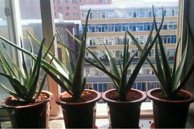 芦荟施什么肥比较好