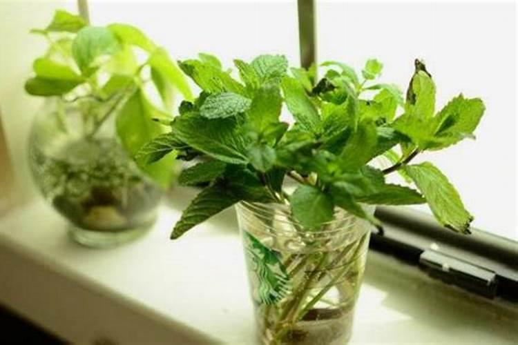 薄荷喜欢肥料吗？你喜欢用什么肥料？