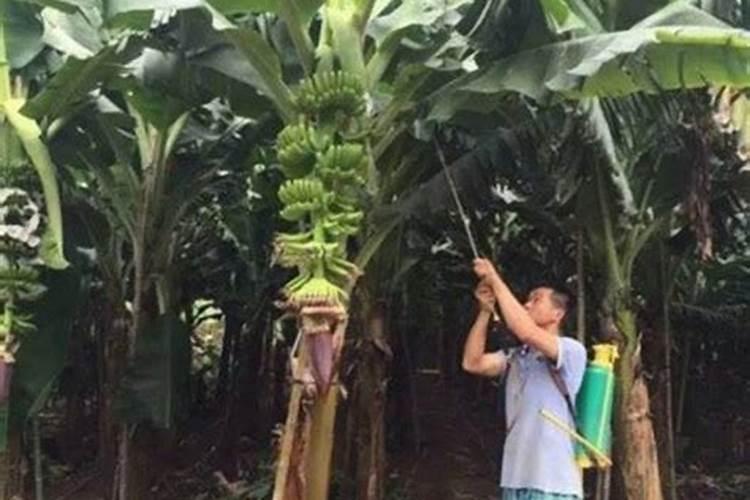 香蕉断蕾后管理技术 香蕉怎么施肥好