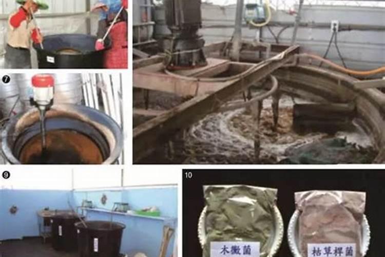 碗莲的种植方法水培教程