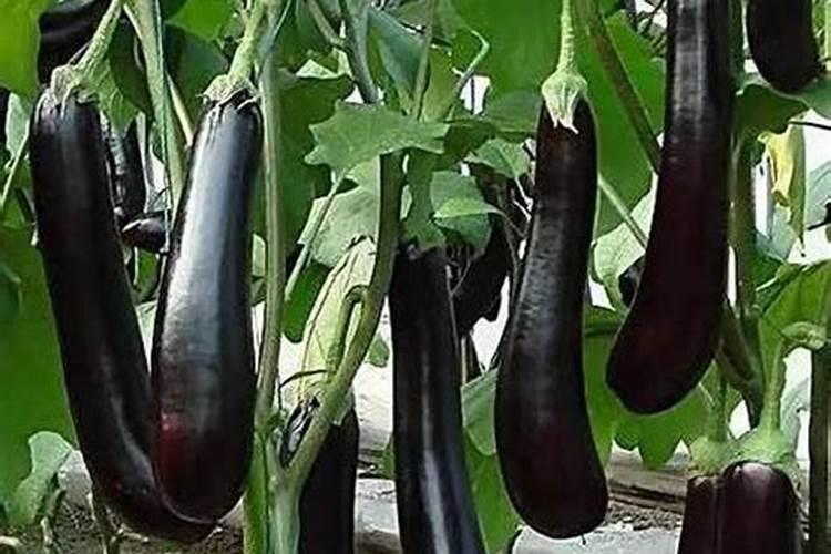 茄子夏季如何追肥腐植酸水溶肥呢？