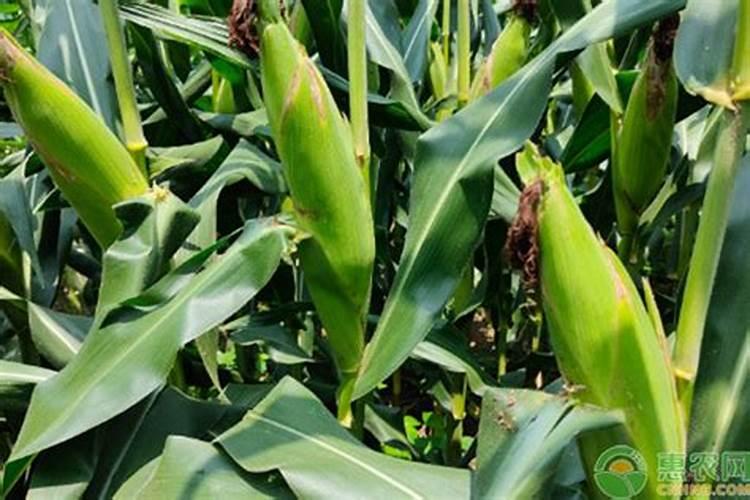 玉米氮肥过多的危害