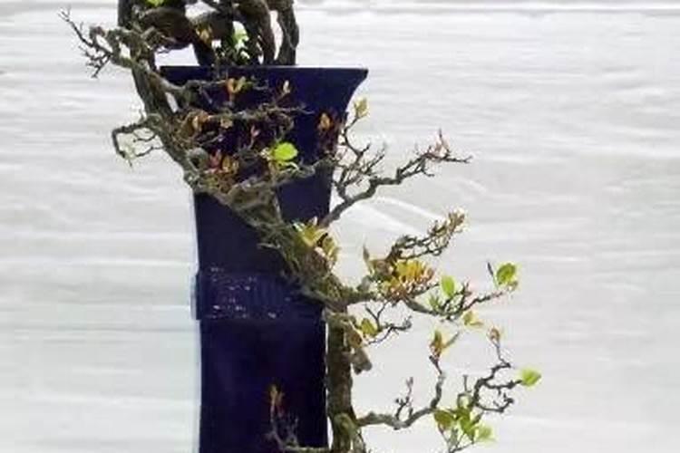 沙培下山桩怎么施肥