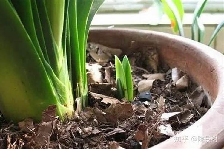 家庭养花如何自制花肥