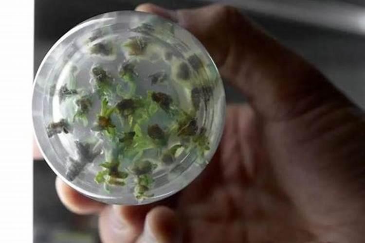 鱼塘下肥碳铵和磷肥能混合在一起