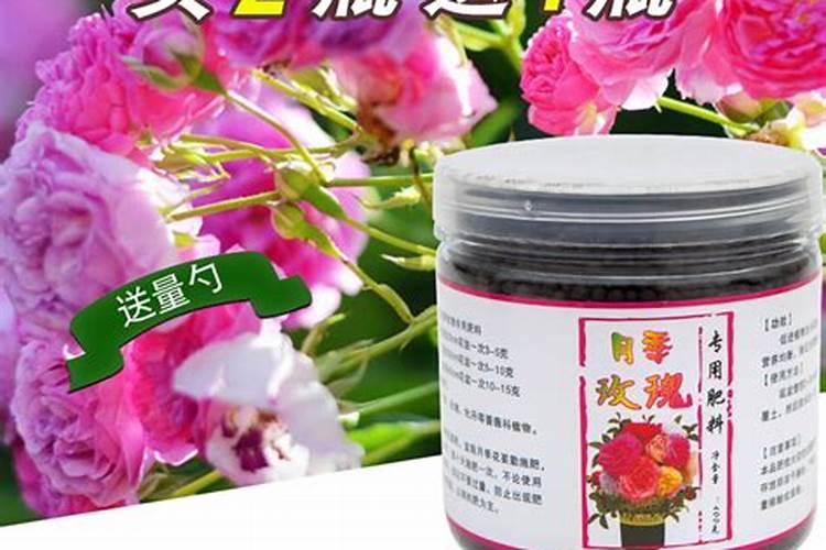 月季花用什么肥料最佳