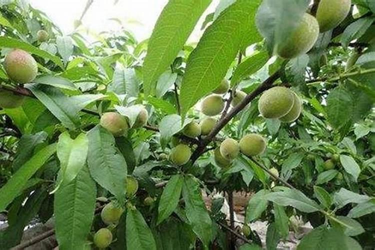 鱼蛋白对植物的作用