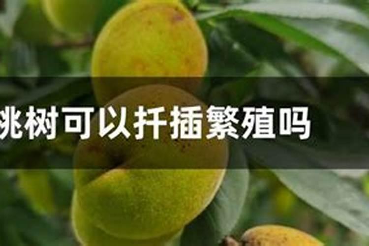 这些作物怎么使用鱼蛋白肥？千万别施错了!