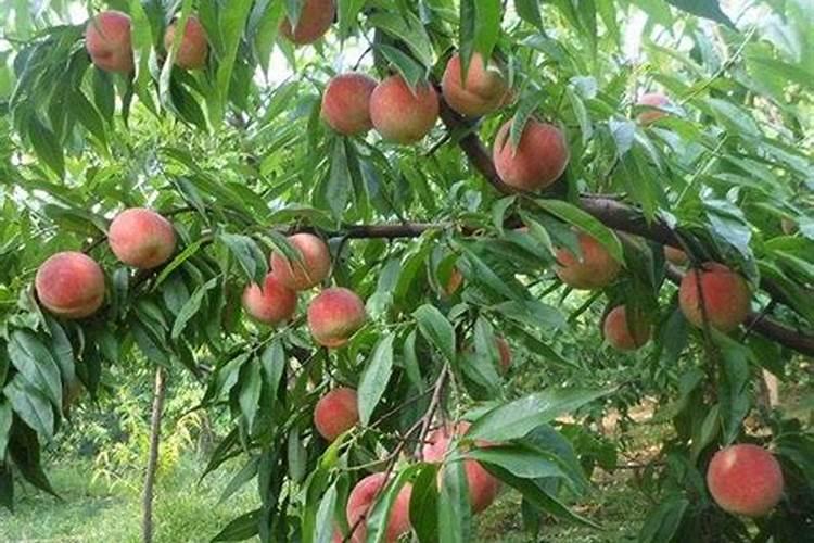 鱼蛋白对农作物的作用