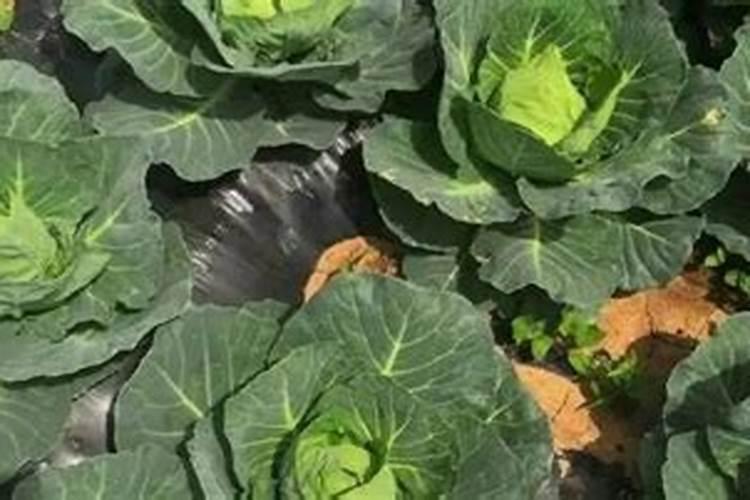 中草药虫芦栽培需要什么肥料