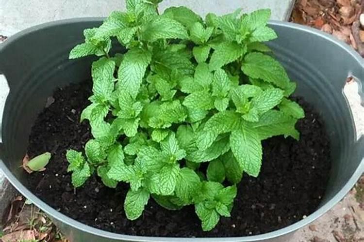 薄荷怎么扦插繁殖