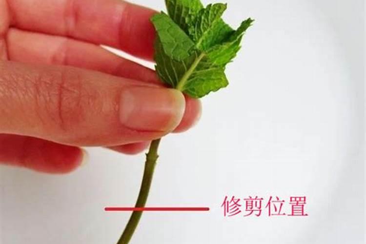 薄荷扦插后怎么浇水