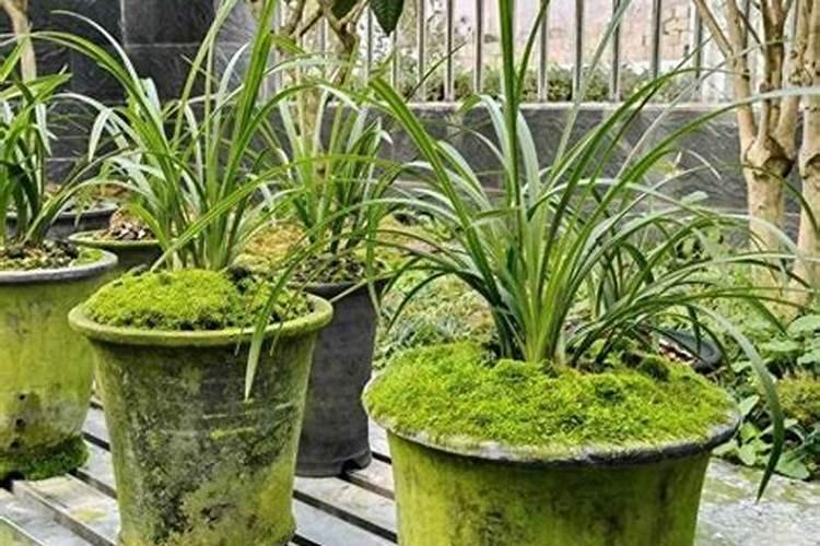 兰花盆铺苔癣怎么养掌握这三种方法就够了？
