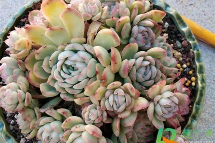 让多肉叶片肥厚施什么肥？