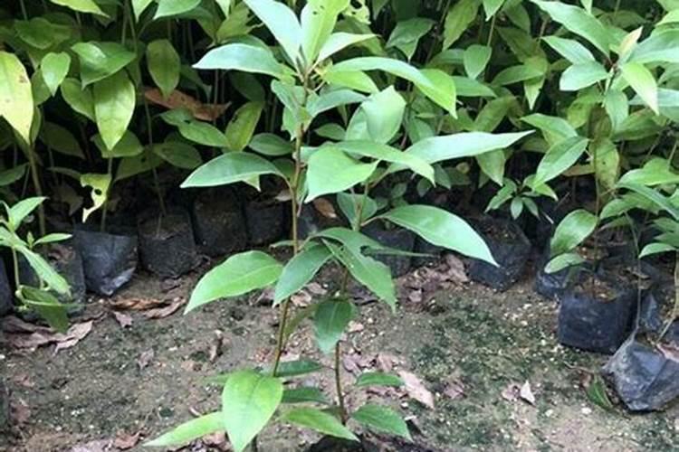 香樟树黄化病的防治方法