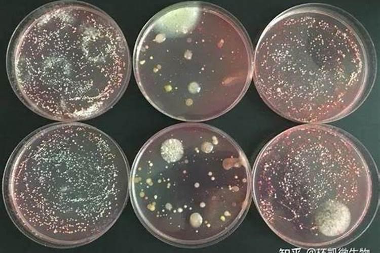 二铵和生物菌肥能一起用吗