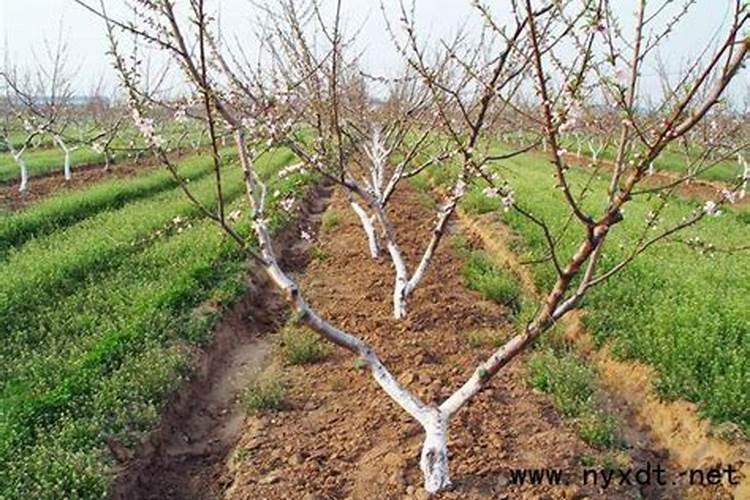 砂糖橘开花的时候能不能施肥？