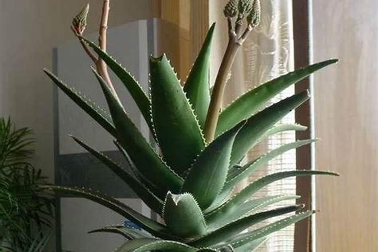 芦荟怎么种植长得快