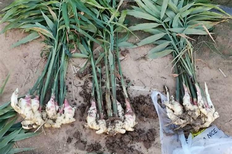 大姜用什么肥料最好