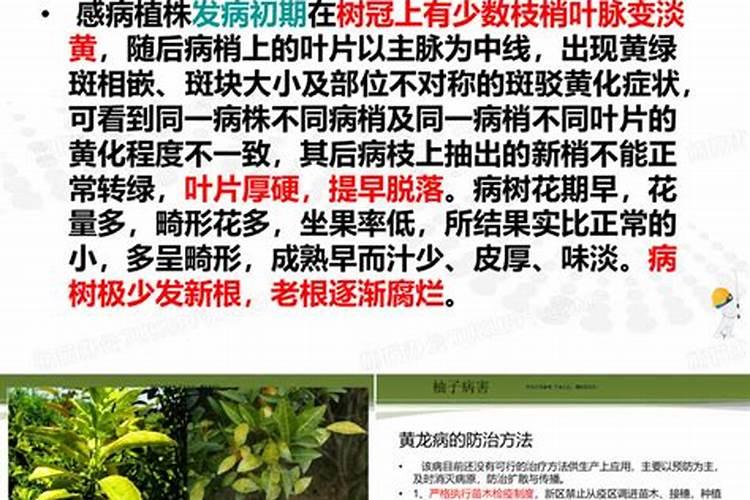 柚子树施什么肥料最好