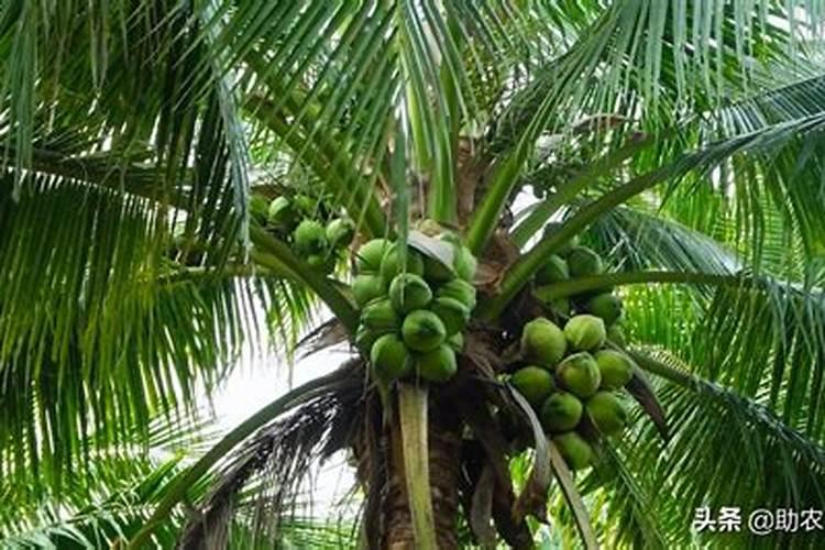 袖珍椰子浇什么肥料合适