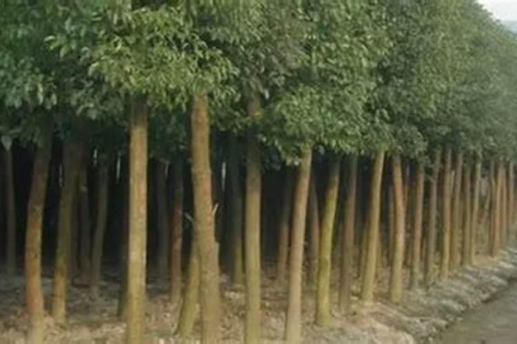 香樟树最好的肥料是什么？