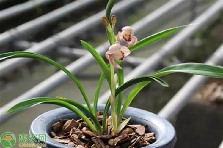 兰花什么时候施氮磷钾？