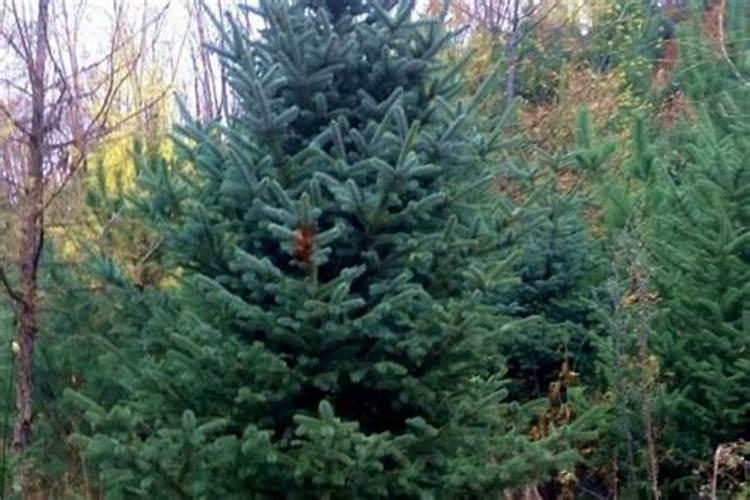 种植云杉树用什么肥料好