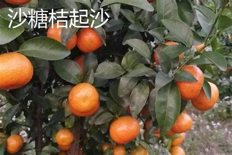 过磷酸钙可以兑水冲施吗 过磷酸钙的施用方法