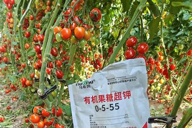 茶花施什么肥最好 茶花施什么肥