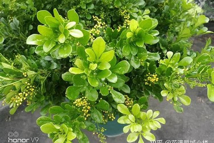 米兰浇什么肥最好