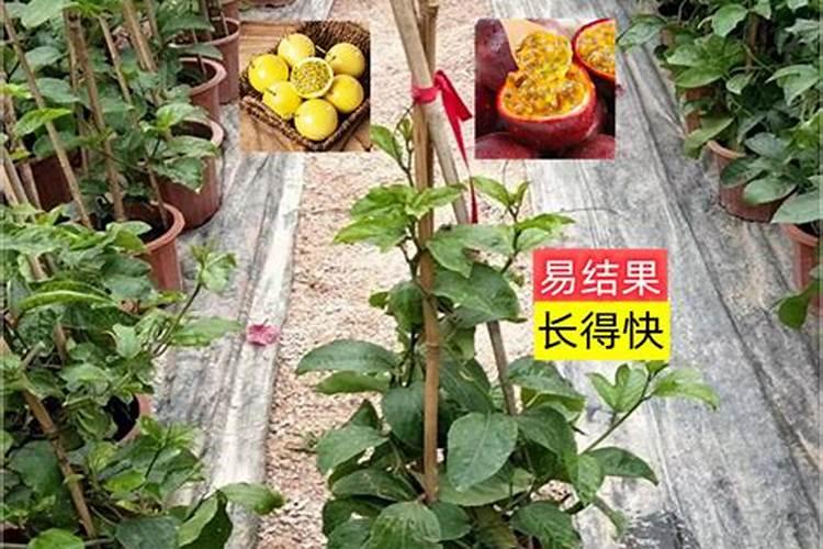 百香果施什么肥果实才能长的大