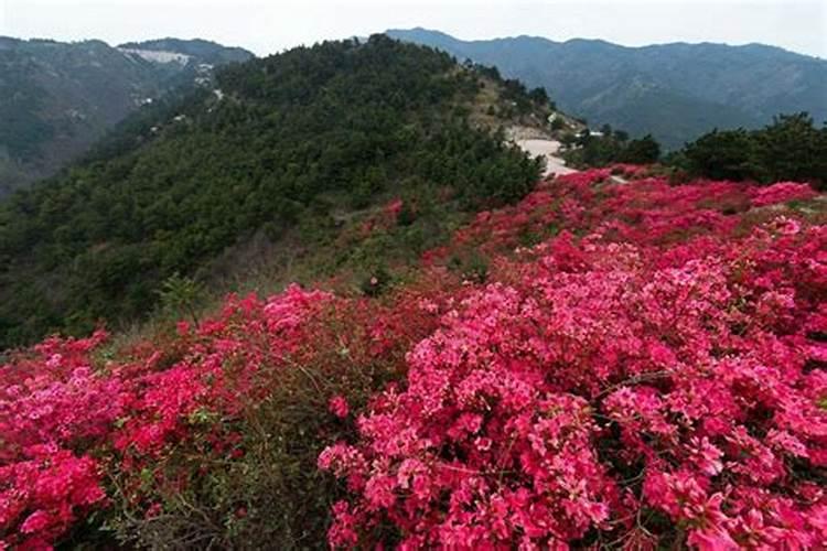 映山红施肥时间和方法 映山红怎样施肥