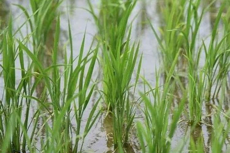 水稻穗肥什么时候扬最佳 施肥技巧有哪些