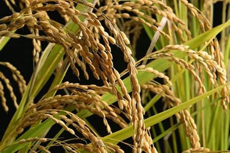 请问老师,水稻这个时期的穗肥应该怎么扬,